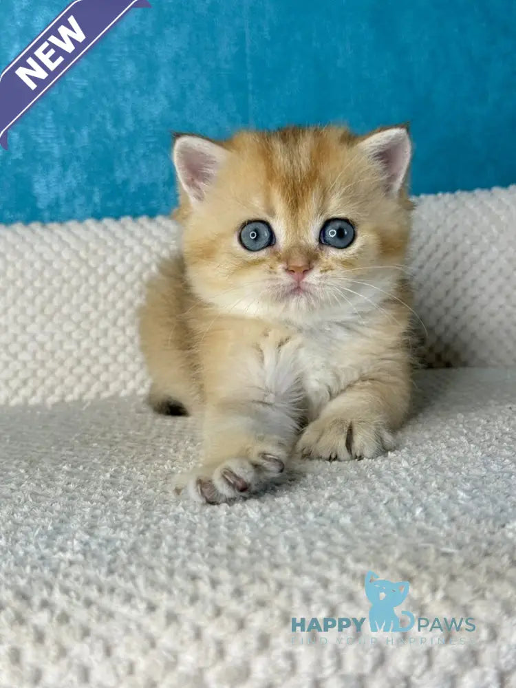 Mika British Shorthair female black golden shaded live animals