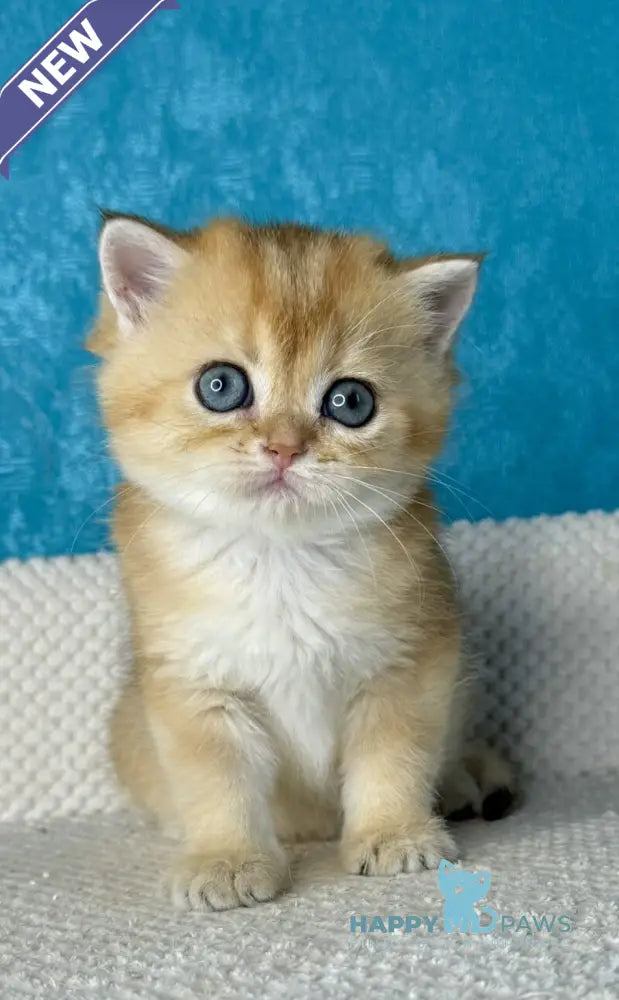 Mika British Shorthair female black golden shaded live animals