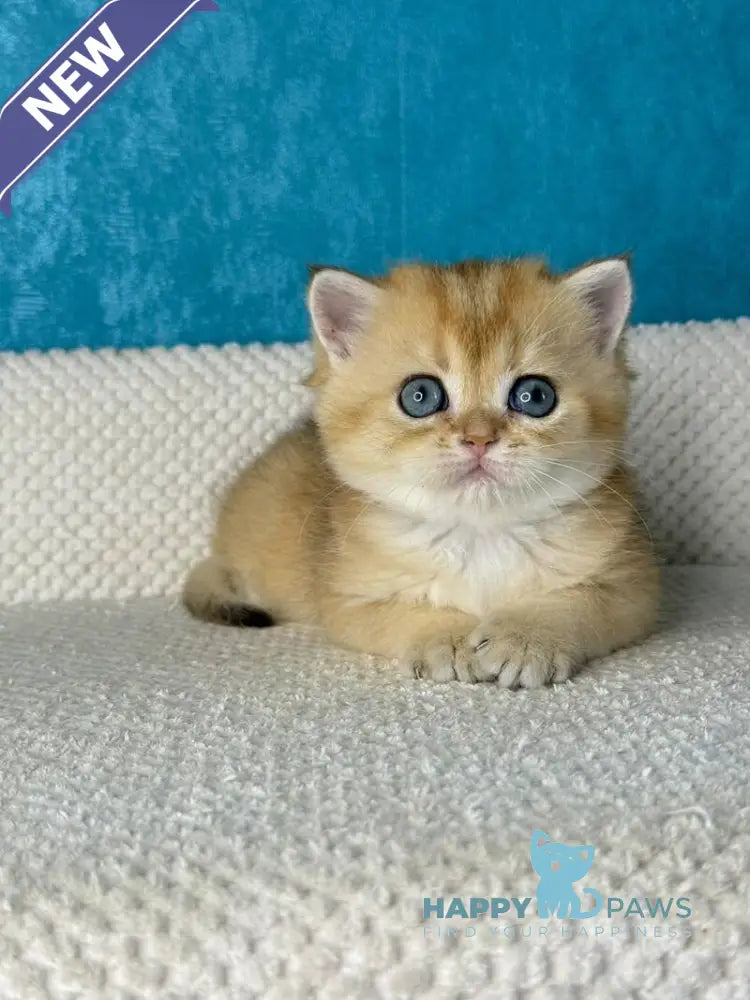 Mika British Shorthair female black golden shaded live animals