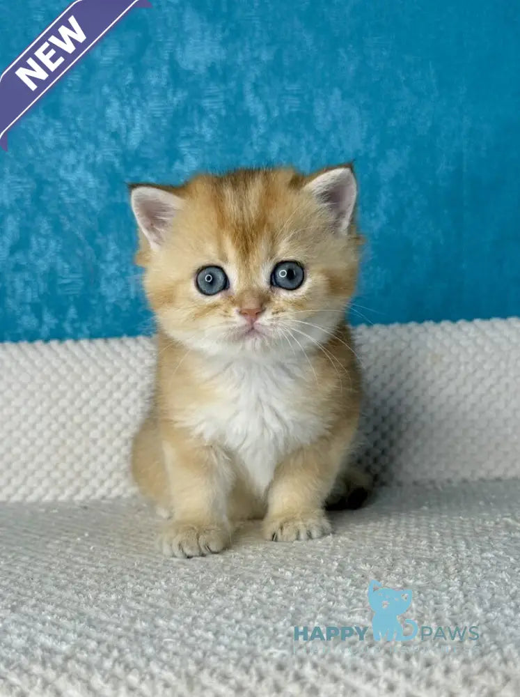 Mika British Shorthair female black golden shaded live animals