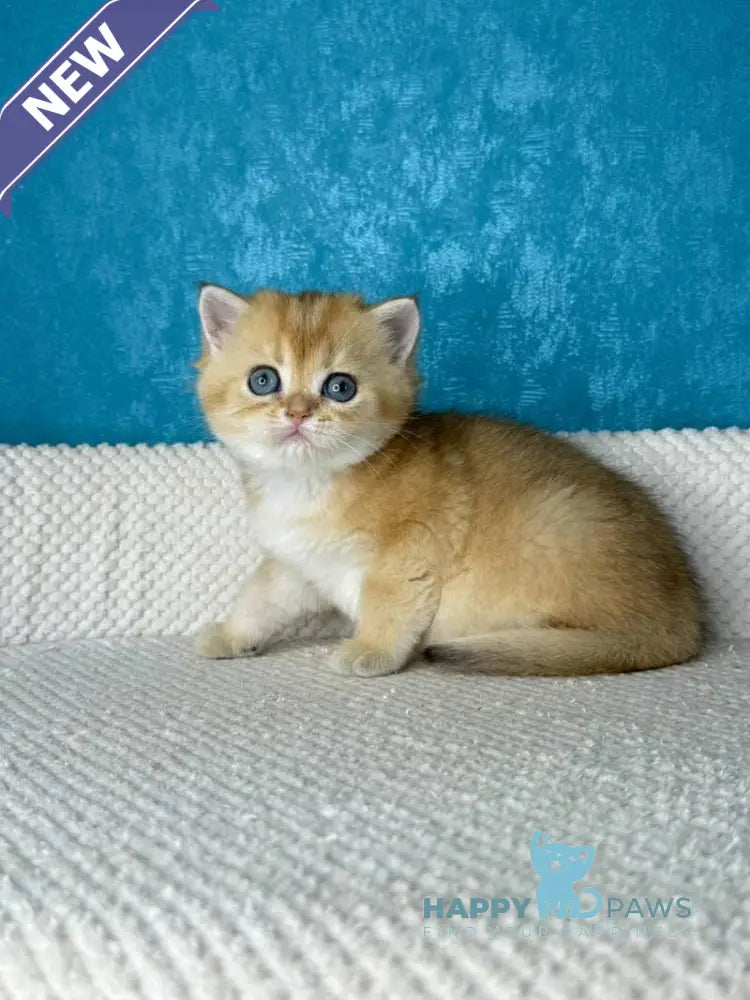 Mika British Shorthair female black golden shaded live animals