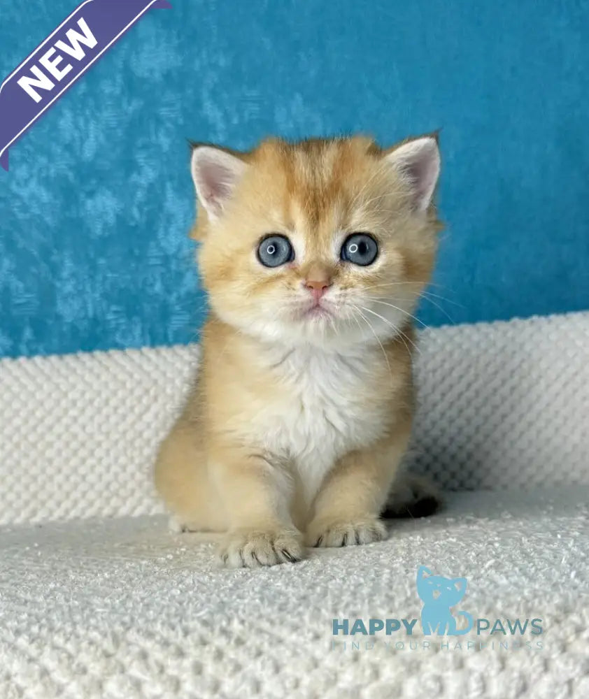 Mika British Shorthair female black golden shaded live animals