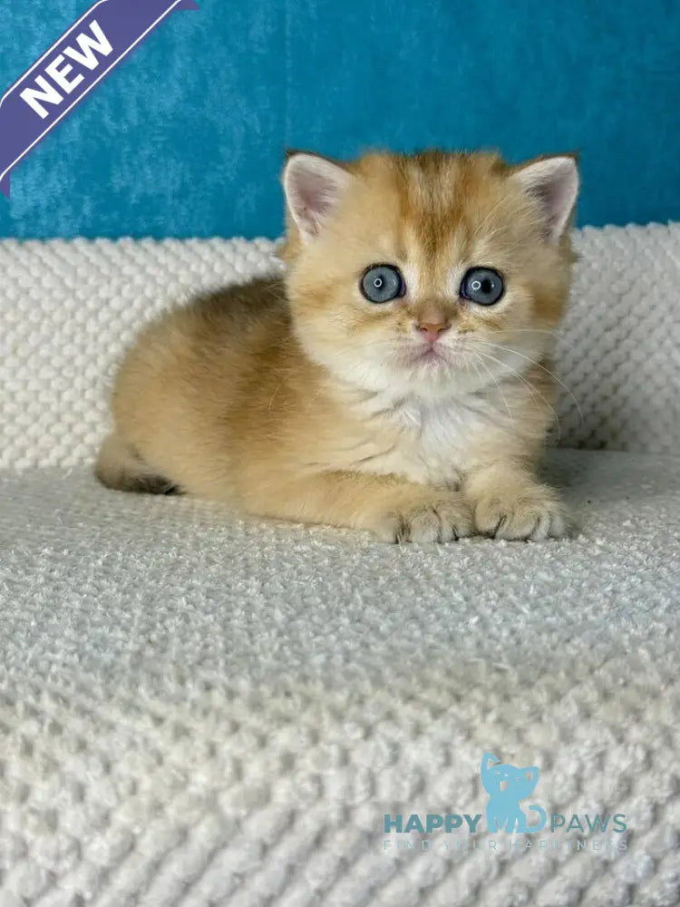 Mika British Shorthair female black golden shaded live animals