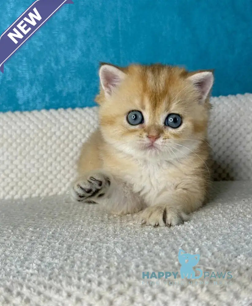 Mika British Shorthair female black golden shaded live animals