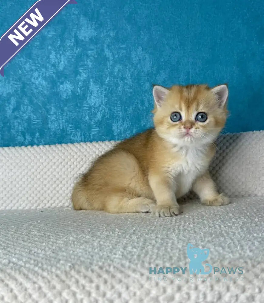 Mika British Shorthair female black golden shaded live animals