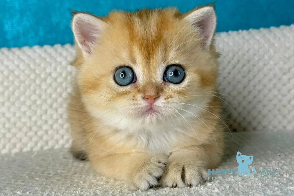 Mika British Shorthair female black golden shaded live animals