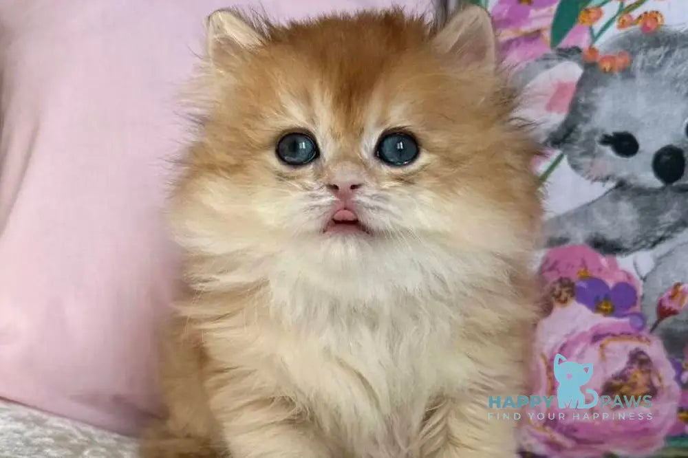 Mikaela British Longhair female black golden chinchilla live animals