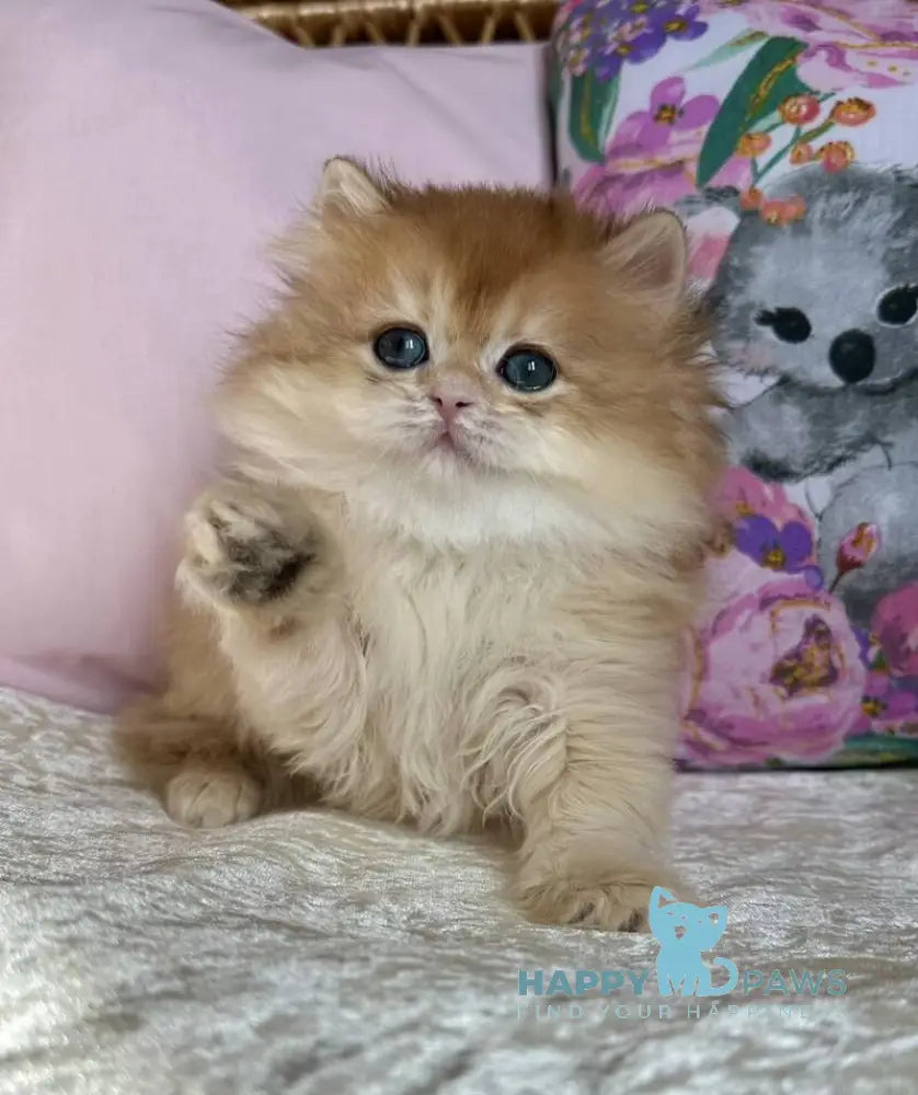 Mikaela British Longhair female black golden chinchilla live animals