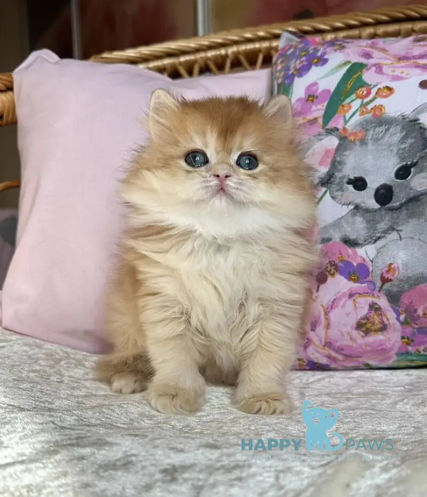 Mikaela British Longhair female black golden chinchilla live animals