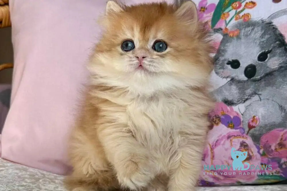 Mikaela British Longhair female black golden chinchilla live animals