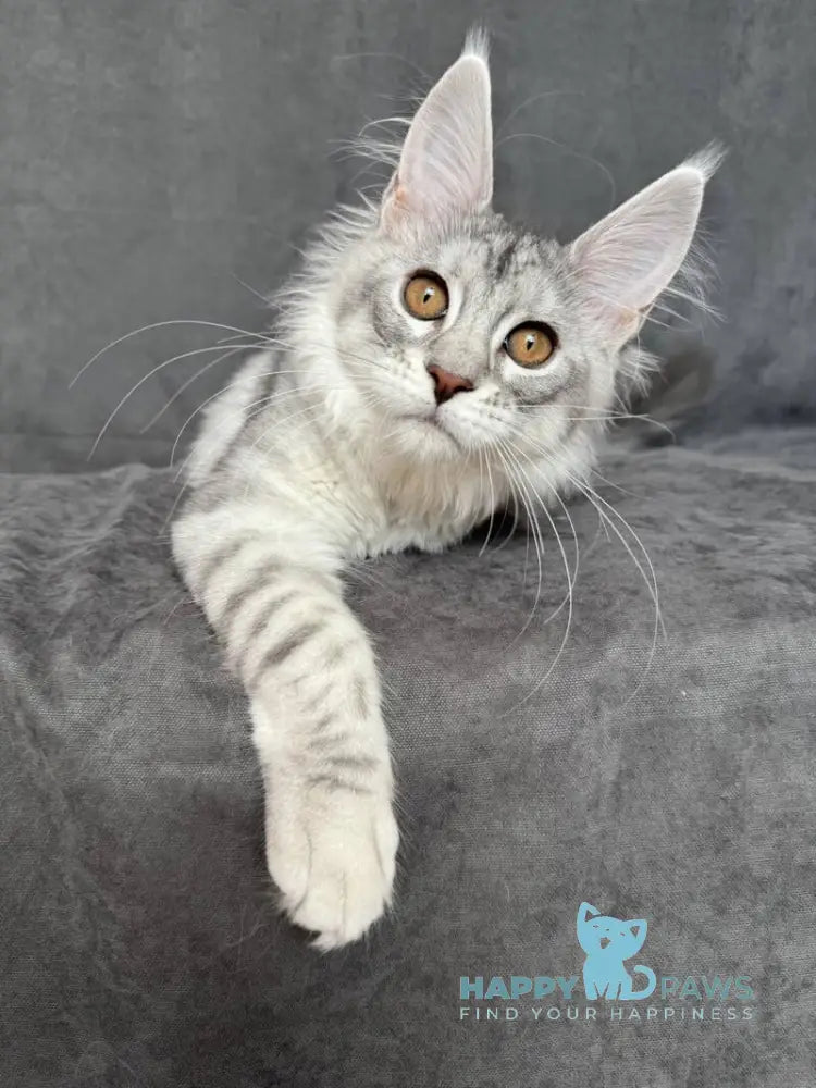 Mikaela Maine Coon female black silver ticked tabby live animals