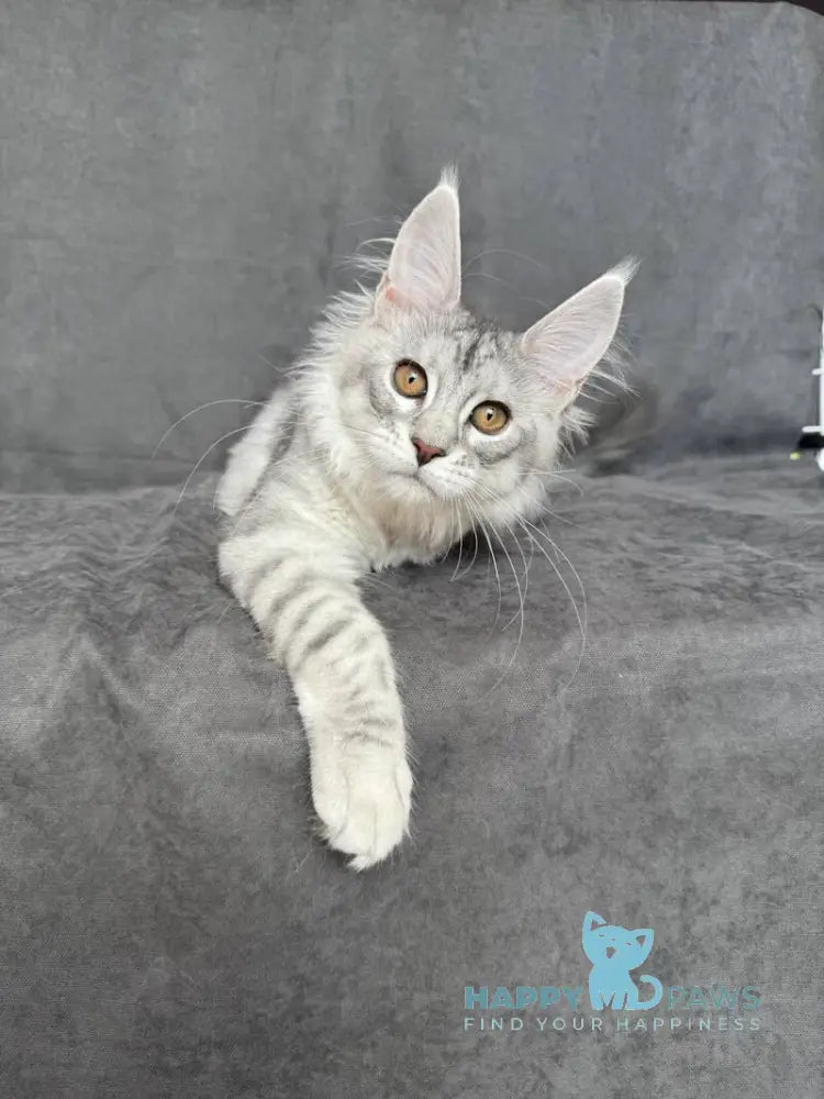 Mikaela Maine Coon female black silver ticked tabby live animals