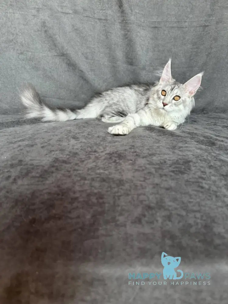 Mikaela Maine Coon female black silver ticked tabby live animals