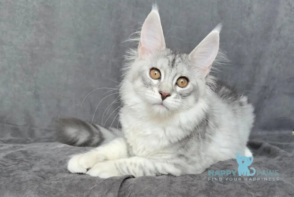 Mikaela Maine Coon female black silver ticked tabby live animals