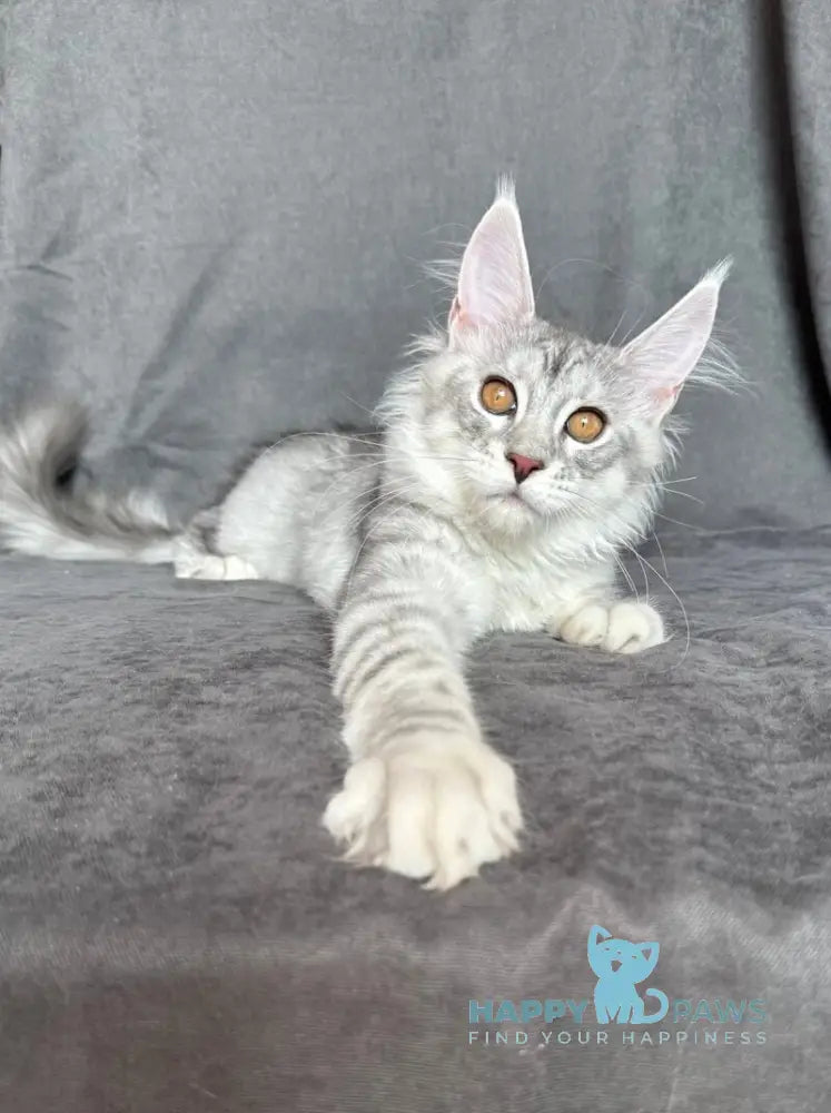 Mikaela Maine Coon female black silver ticked tabby live animals