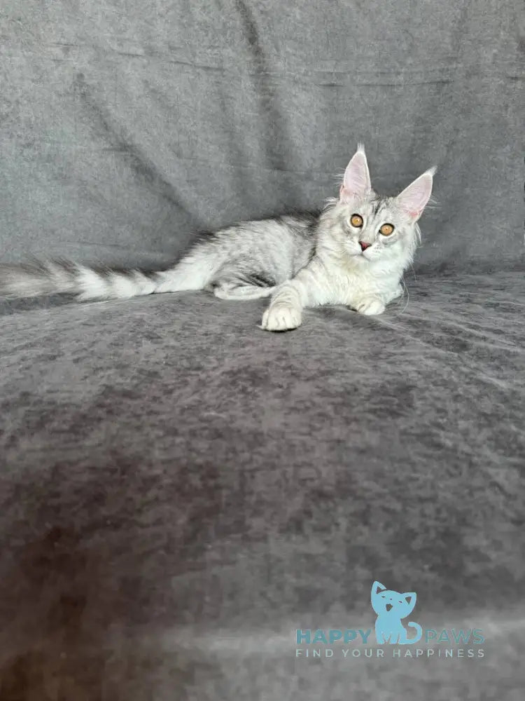 Mikaela Maine Coon female black silver ticked tabby live animals