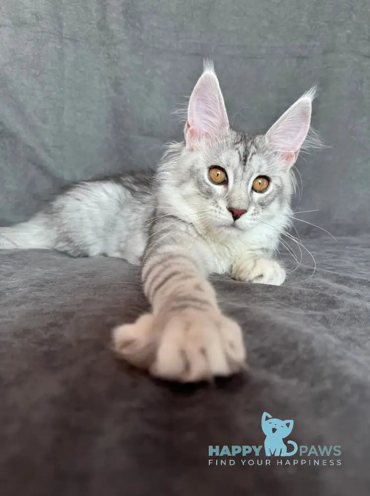 Mikaela Maine Coon female black silver ticked tabby live animals