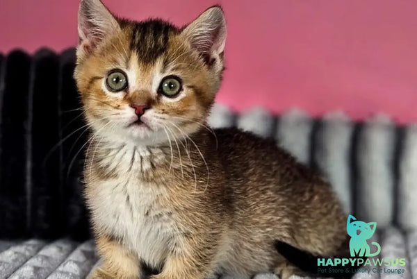 Mikaella Munchkin female black ticked tabby - live animals