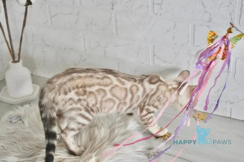 Mikas Bengal male black spotted tabby pointed live animals