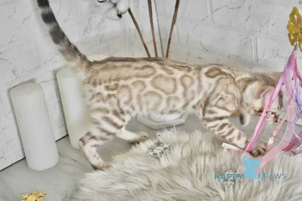Mikas Bengal male black spotted tabby pointed live animals