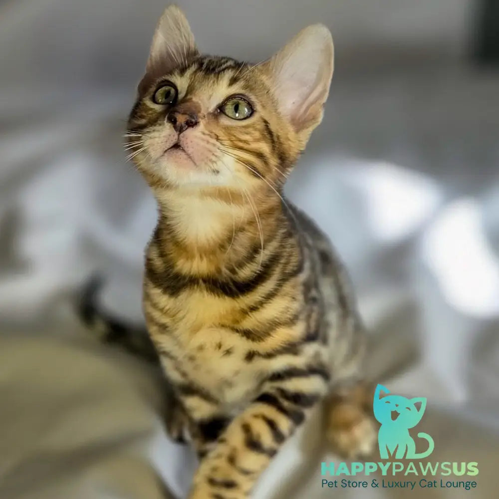 Mike Bengal male black spotted tabby - live animals