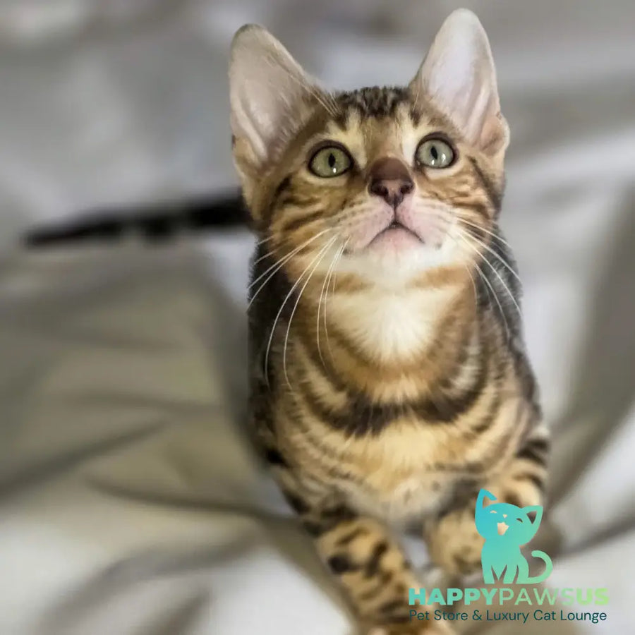 Mike Bengal male black spotted tabby - live animals