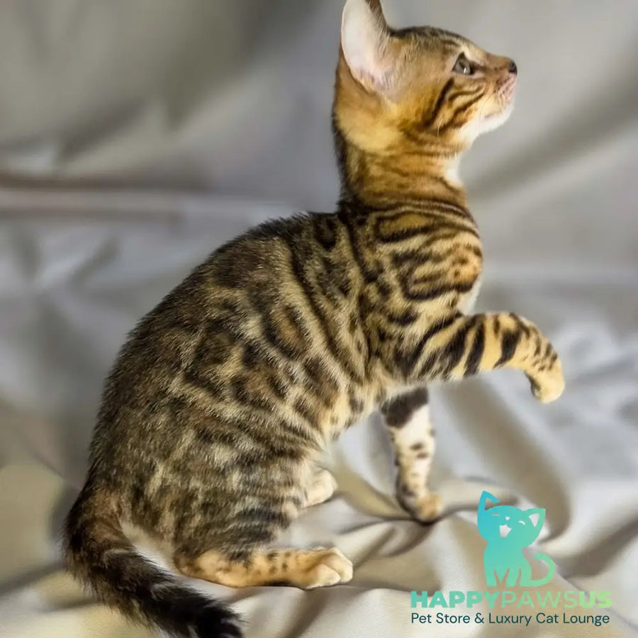 Mike Bengal male black spotted tabby - live animals