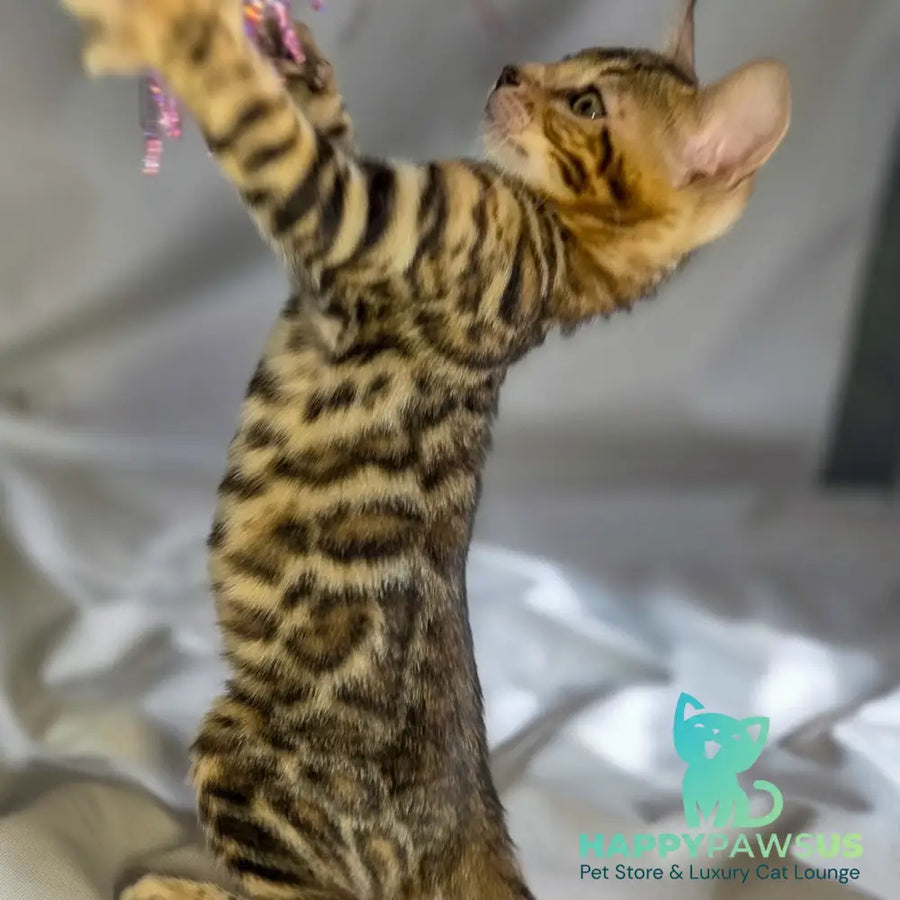 Mike Bengal male black spotted tabby - live animals