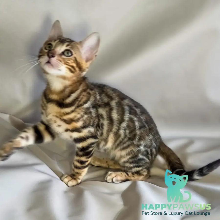 Mike Bengal male black spotted tabby - live animals