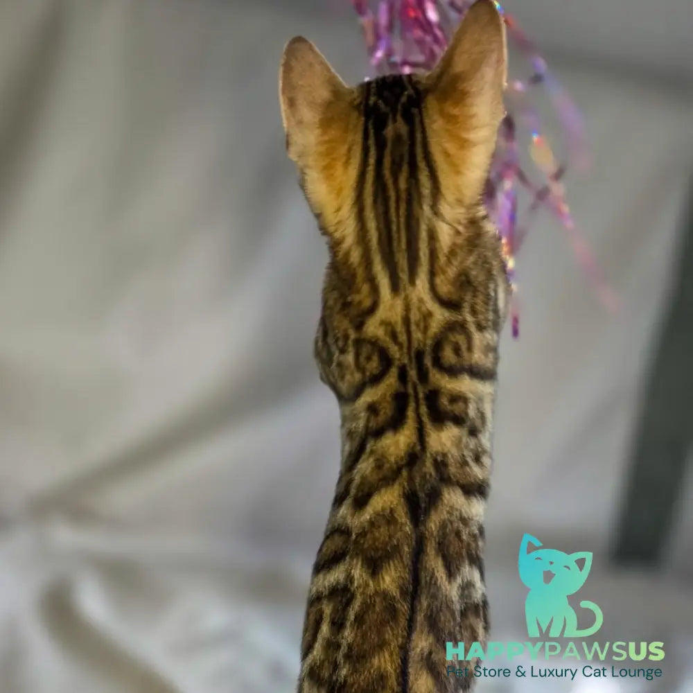 Mike Bengal male black spotted tabby - live animals