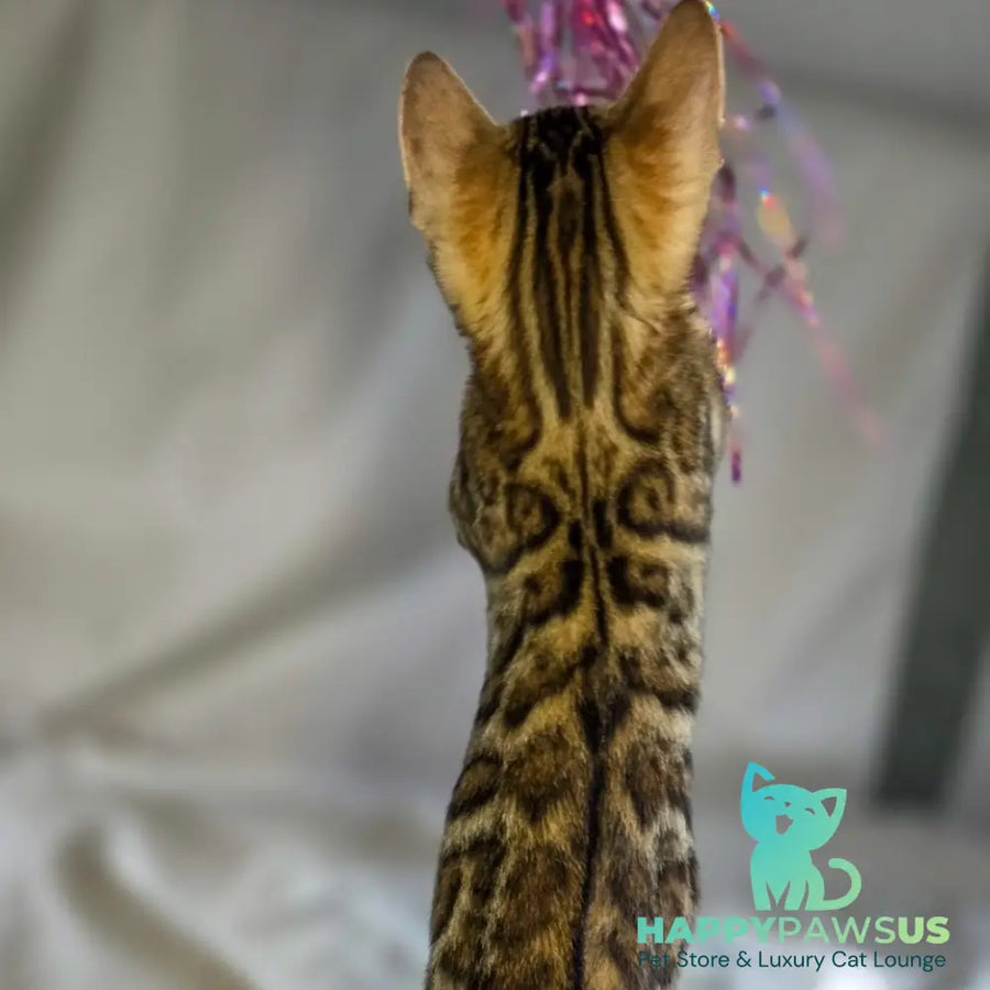 Mike Bengal male black spotted tabby - live animals