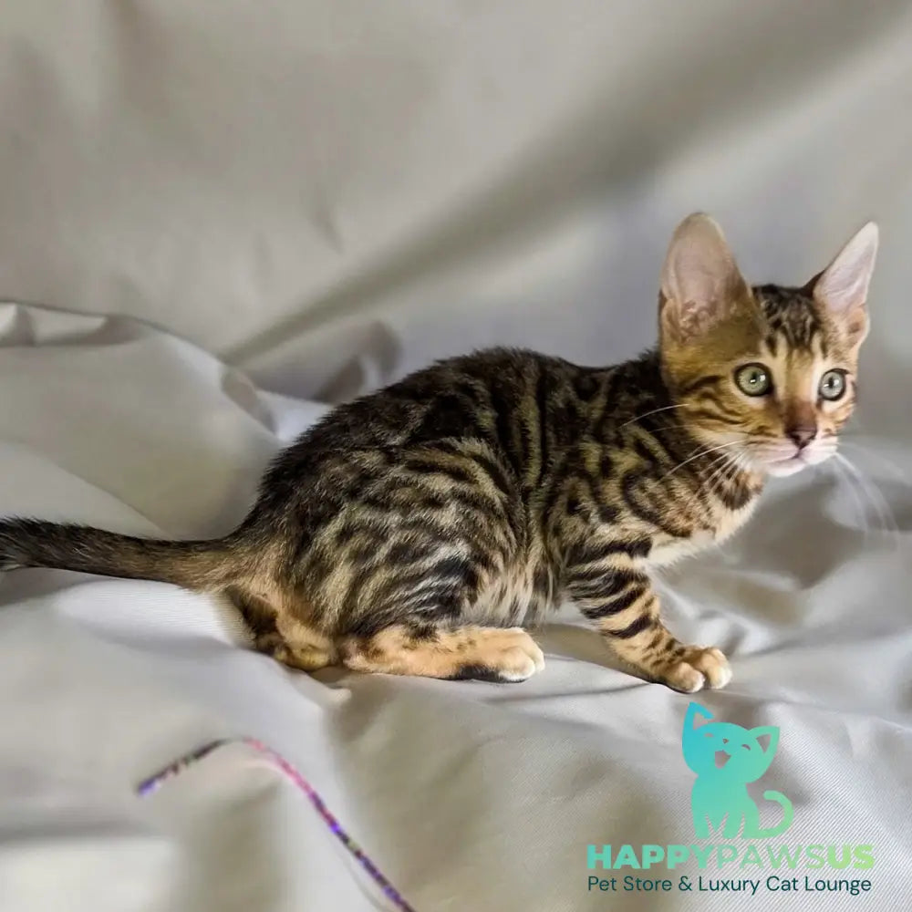 Mike Bengal male black spotted tabby - live animals