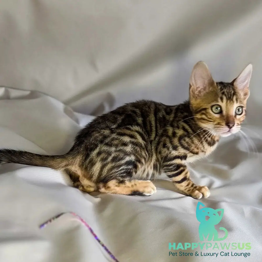 Mike Bengal male black spotted tabby - live animals