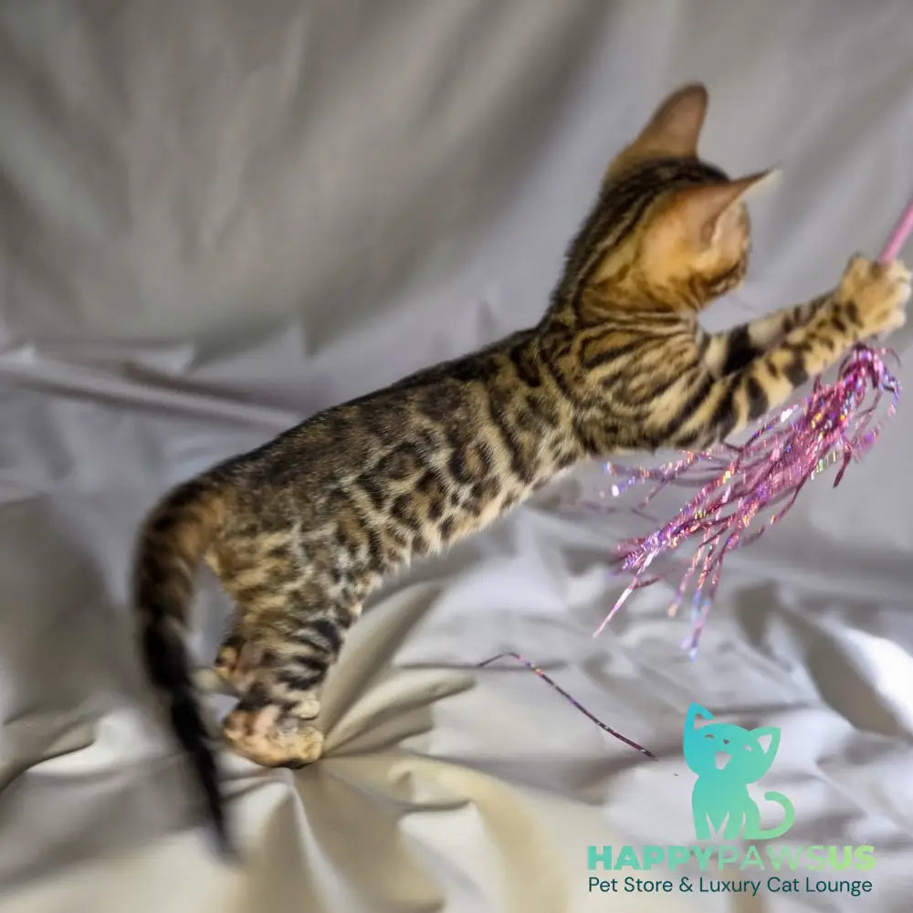 Mike Bengal male black spotted tabby - live animals