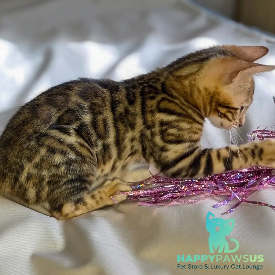 Mike Bengal male black spotted tabby - live animals