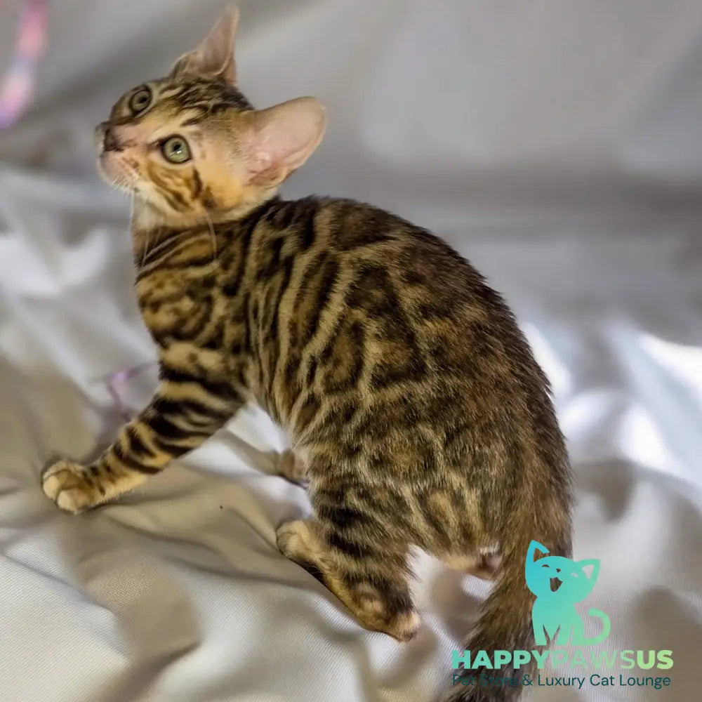 Mike Bengal male black spotted tabby - live animals