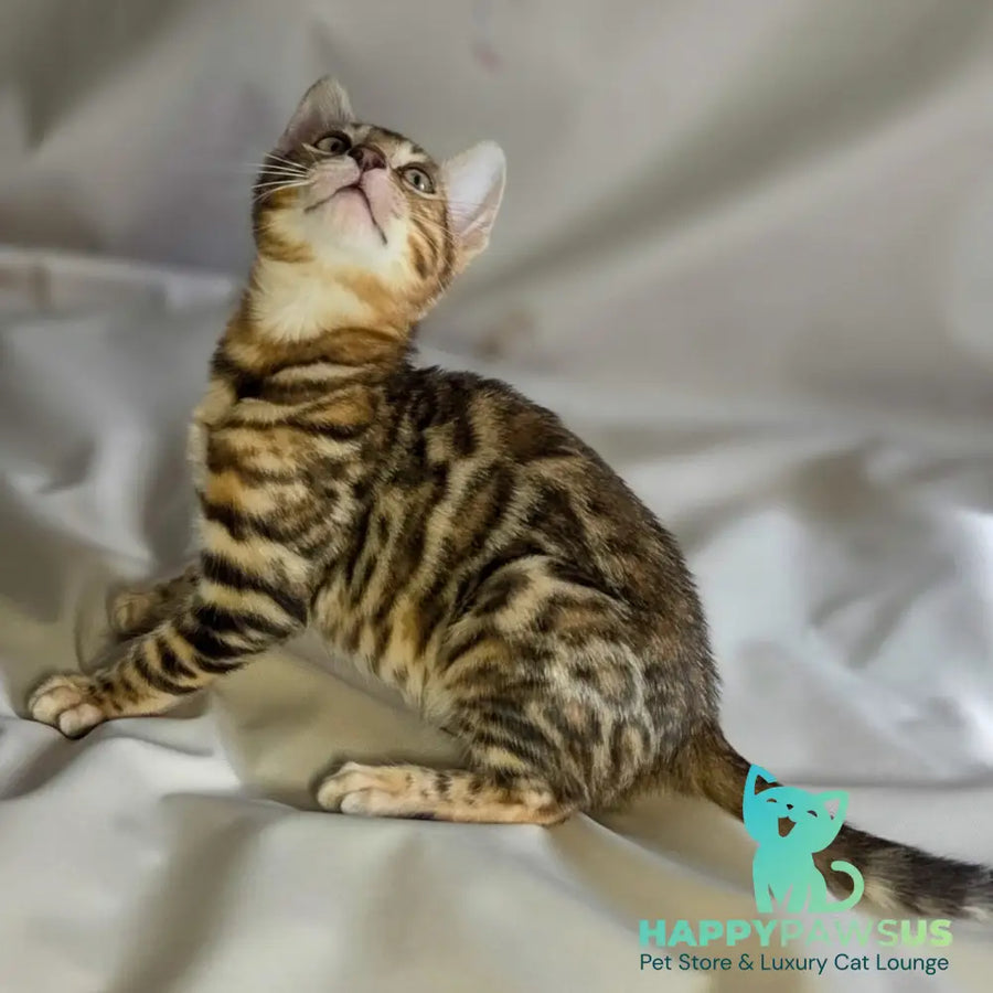 Mike Bengal male black spotted tabby - live animals