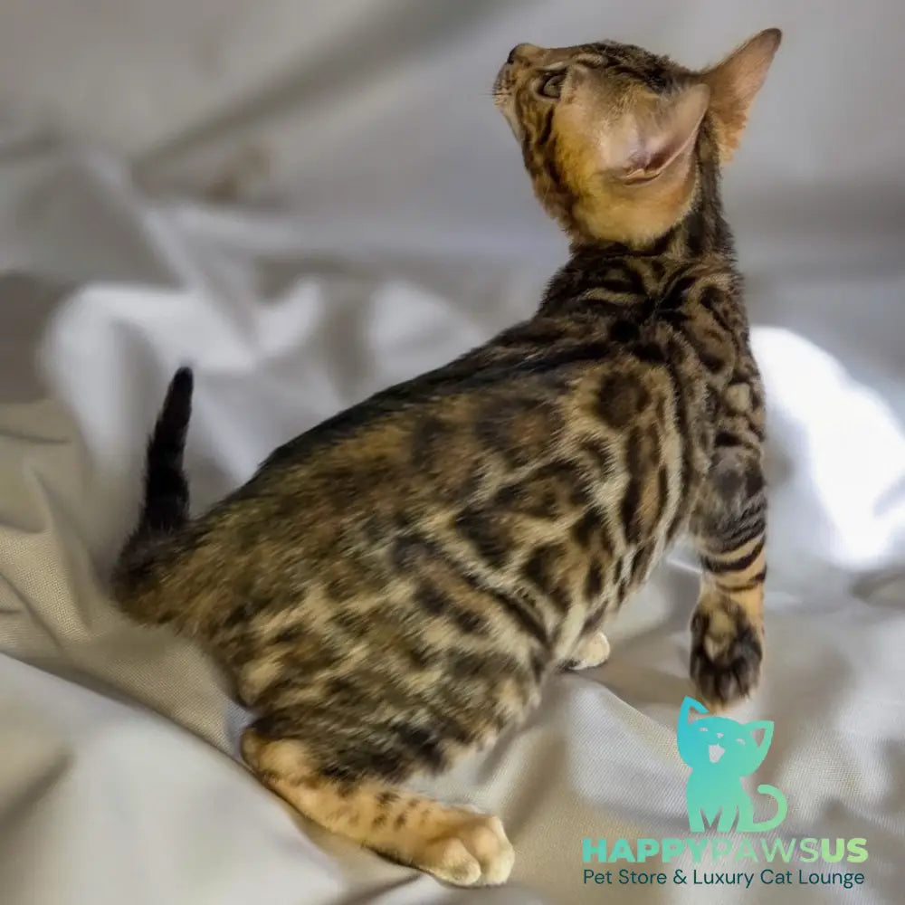 Mike Bengal male black spotted tabby - live animals