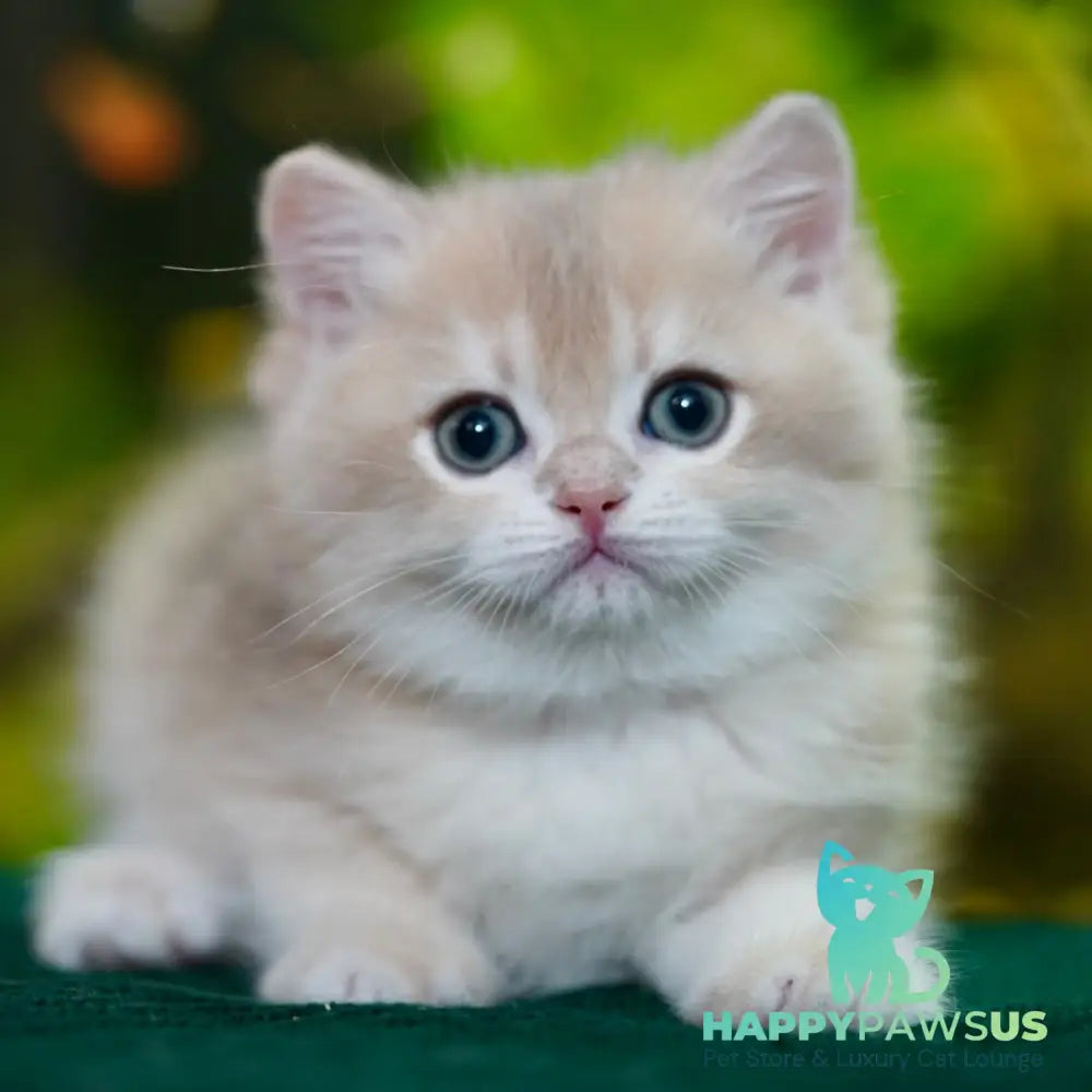 Mike British Shorthair male blue golden chinchilla - live animals