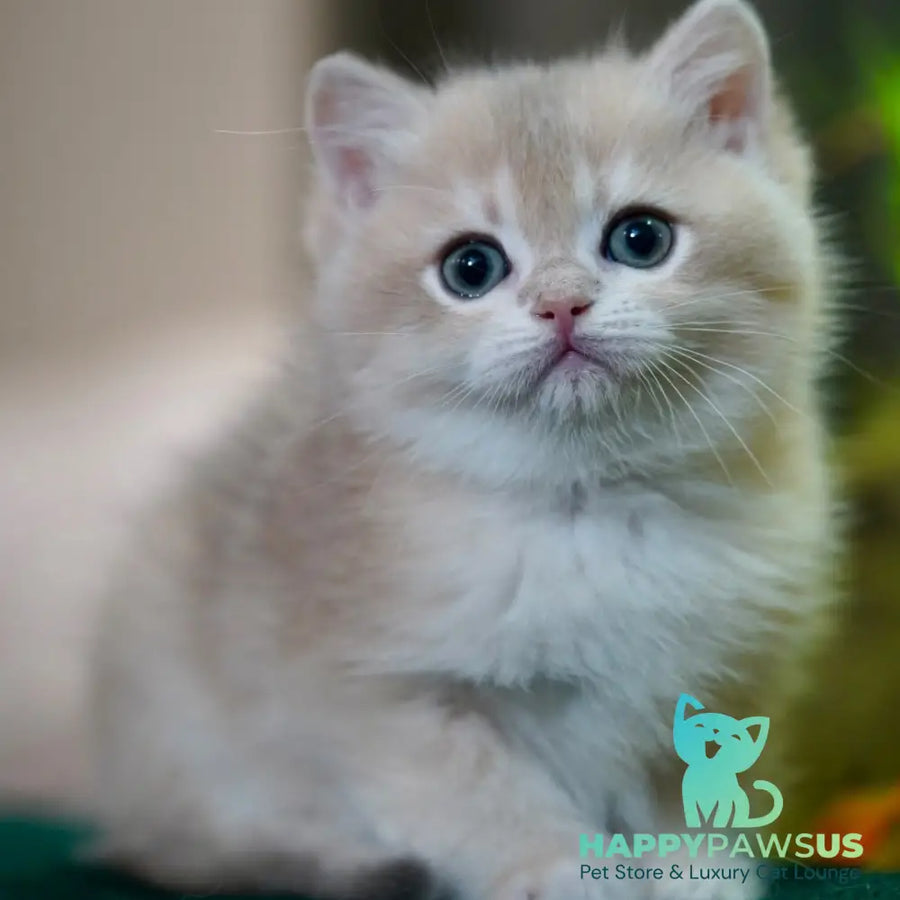 Mike British Shorthair male blue golden chinchilla - live animals