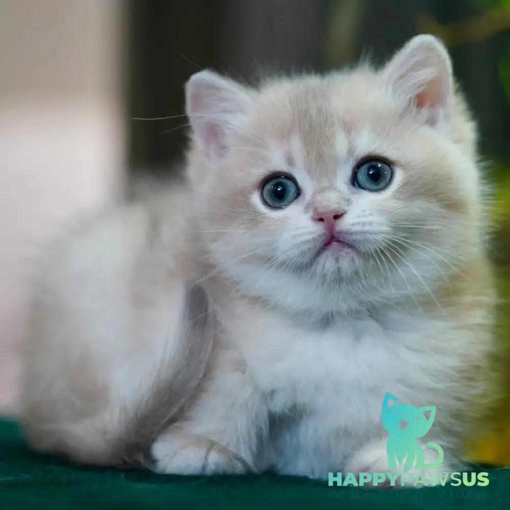 Mike British Shorthair male blue golden chinchilla - live animals