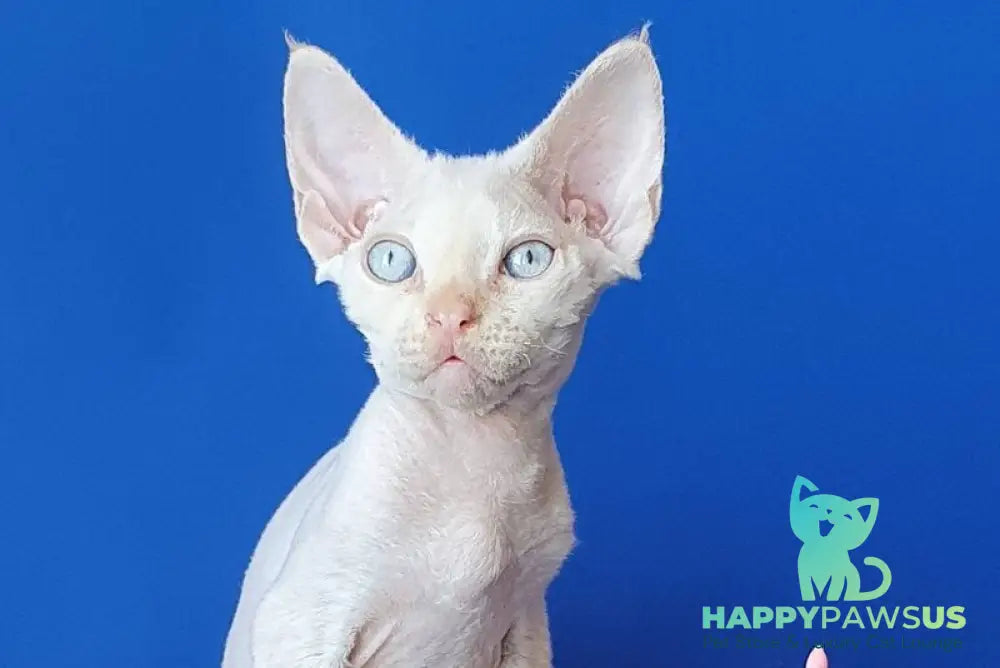 Mike Devon Rex male cream pointed - live animals