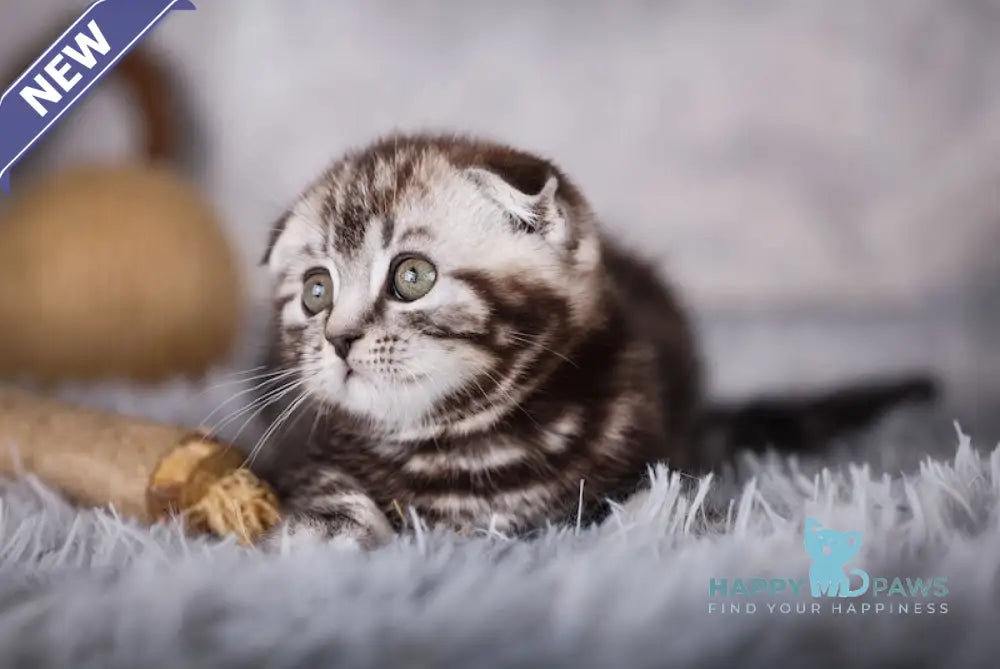 Mike Scottish Fold male black silver tabby live animals