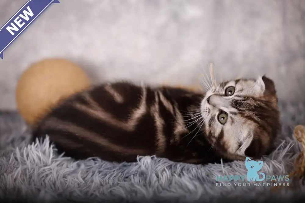 Mike Scottish Fold male black silver tabby live animals