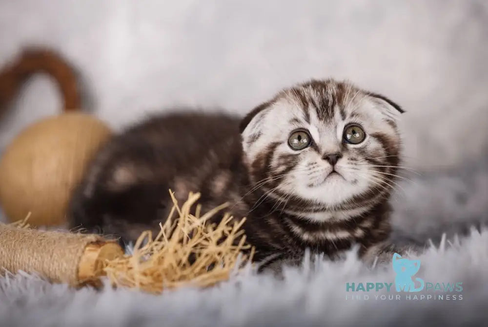 Mike Scottish Fold male black silver tabby live animals
