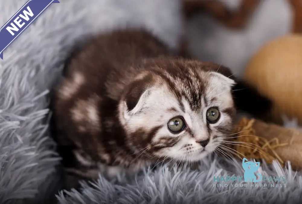 Mike Scottish Fold male black silver tabby live animals