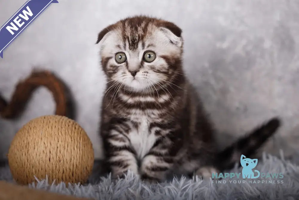 Mike Scottish Fold male black silver tabby live animals