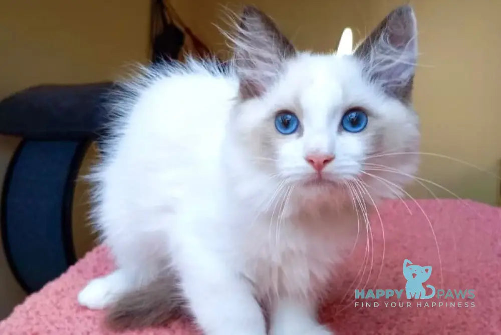 Mikelangelo Ragdoll male black bicolour live animals