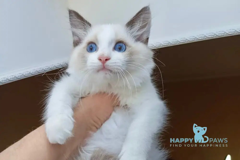 Mikelangelo Ragdoll male black bicolour live animals
