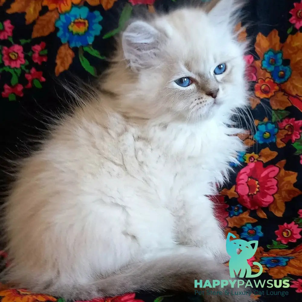 Mikhey Siberian male blue tabby pointed - live animals